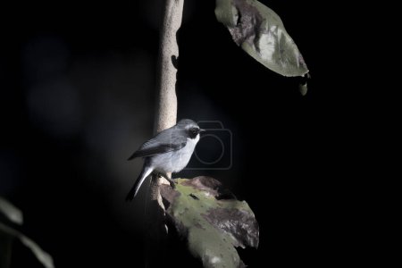 Photo for The great grey shrike (Lanius excubitor) perched on the tree - Royalty Free Image
