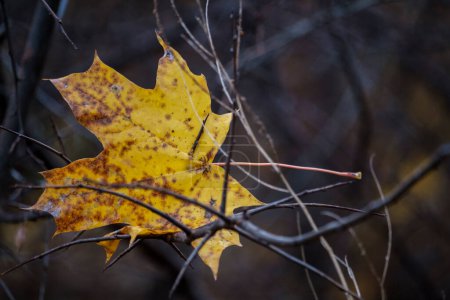 Capture the fleeting beauty of golden autumn with the last yellow maple leaf clinging to the branches. This image perfectly encapsulates the enchanting and ephemeral charm of the season.