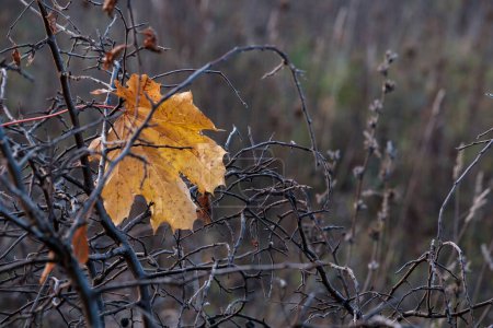 Captura la efímera belleza del otoño dorado con la última hoja de arce amarillo aferrándose a las ramas. Esta imagen encapsula perfectamente el encanto encantador y efímero de la temporada.