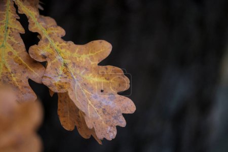 Erleben Sie die strahlende Schönheit des goldenen Herbstes mit diesem atemberaubenden Schauspiel gelber Eichenblätter. Die lebendigen Blätter fangen die Essenz der Saison ein und bringen Wärme und Farbe in jede Umgebung.