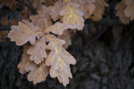 Erleben Sie die strahlende Schönheit des goldenen Herbstes mit diesem atemberaubenden Schauspiel gelber Eichenblätter. Die lebendigen Blätter fangen die Essenz der Saison ein und bringen Wärme und Farbe in jede Umgebung.