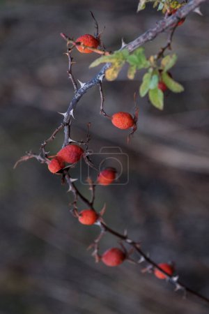 Delight in the vibrant hues of golden autumn with these close-up rosehip berries against a beautifully blurred background. This image captures the essence of fall's rich colors and natural beauty.