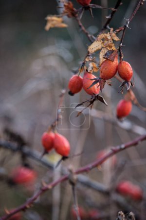 Delight in the vibrant hues of golden autumn with these close-up rosehip berries against a beautifully blurred background. This image captures the essence of fall's rich colors and natural beauty.