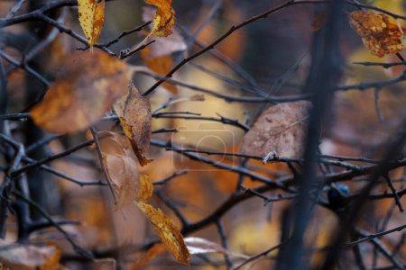 Erleben Sie die flüchtige Schönheit der Saison mit dem letzten gelben Herbstblatt, das sich an den Zweigen festklammert. Eine ergreifende Erinnerung an den goldenen Charme des Herbstes, eingefangen in einem heiteren, heiklen Moment.