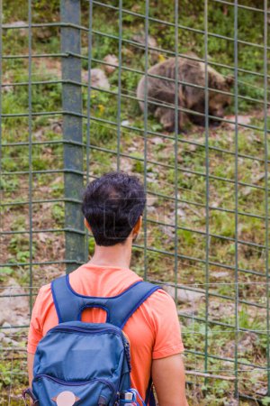Foto de A Wild ursus arctos comer en Teverga eco turismo Asturias park. destino turístico para la conservación de la naturaleza. Hombre irreconocible observar en Proaza. - Imagen libre de derechos
