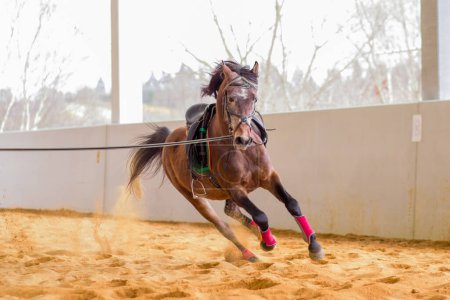 Téléchargez les photos : Dressage animal professionnel sur l'école d'équitation. Entraînement équestre domestiqué à cheval. - en image libre de droit
