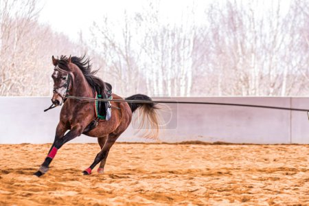 Foto de Doma animal profesional en la escuela de equitación. Ecuestre domesticado caballo domesticado entrenamiento. - Imagen libre de derechos