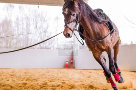 Foto de Doma animal profesional en la escuela de equitación. Ecuestre domesticado caballo domesticado entrenamiento. - Imagen libre de derechos