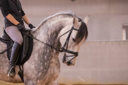 Professional horseback ride equitation discipline. pure spanish andalusian horse on a small business. hispanic woman gait dressage.