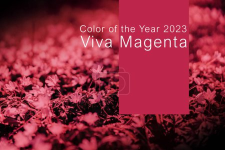 Photo for Viva Magenta - color of the year 2023. Trendy color sample. Toned picture with text - Royalty Free Image