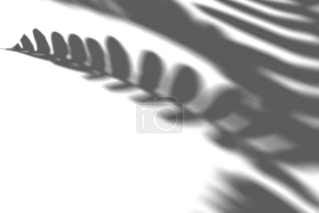 Shadow from fern plant, leaves, overlay effect. Realistic gray shadow on white background. Applicable for product presentation, photos, backdrop. Sun light. 3D render