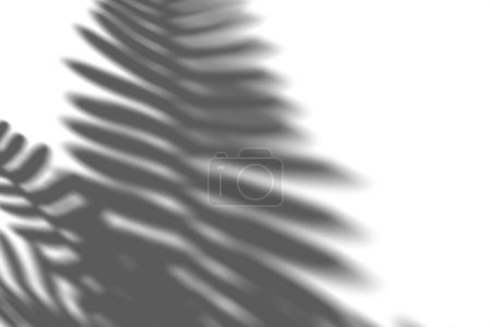 Schatten der Farnpflanze, Blätter, Overlay-Effekt. Realistischer grauer Schatten auf weißem Hintergrund. Anwendbar für Produktpräsentation, Fotos, Hintergrund. Sonnenlicht. 3D-Renderer