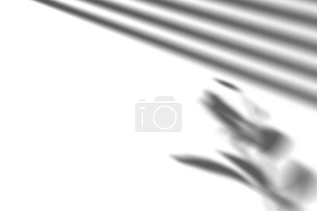 Shadow from window blinds and plant, overlay effect. Realistic gray shadow on white background. Applicable for product presentation, photos, backdrop. Sun light, rays. 3D render