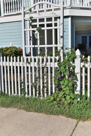 Téléchargez les photos : Violettes violettes colorées poussant le long d'une clôture blanche en été - en image libre de droit