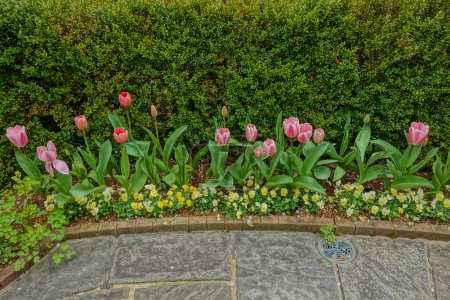 Tulpen im Rosengarten des Hillwood Mansion Museum der Marjorie Merriweather Post in Washington, DC im Frühling
