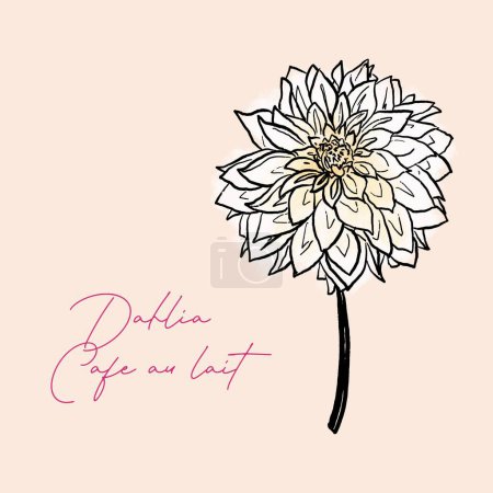 Foto de Ilustración de flores Dahlia Café au Lait. Flor de dalia dibujada a mano. - Imagen libre de derechos