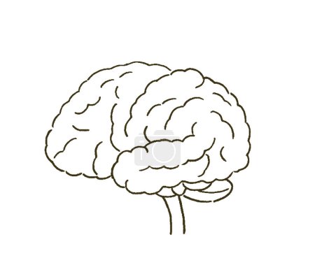 Illustration for Medical Medical illustration of the brain with a simple touch. - Royalty Free Image