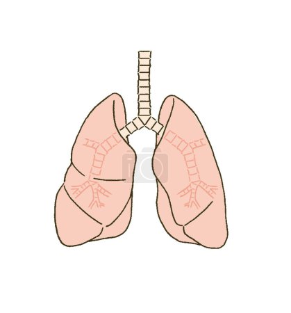Illustration for Medical Medical illustration of lungs and bronchi with simple touch - Royalty Free Image