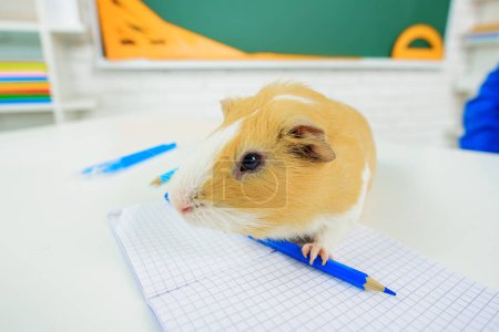 Zoology or biology lesson. Guinea pig on school table. Nature lessons in primary school. Research animals in biology class. Favorite pet. Cute Guinea pig with pencil on desk in classroom. Knowledge