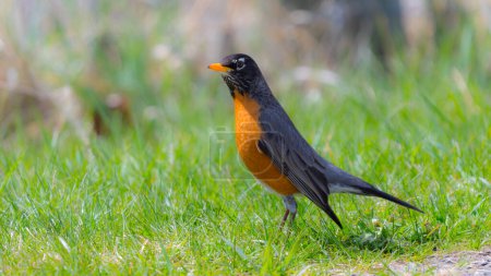 Photo for American Robin (Turdus migratorius) bird standing in green grass in the spring season and searching for worms on the ground - Royalty Free Image