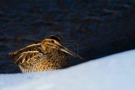 Photo for Wilson's Snipe (Gallinago delicata) bird sitting in the snow by a fresh water creek Canadian wildlife background - Royalty Free Image