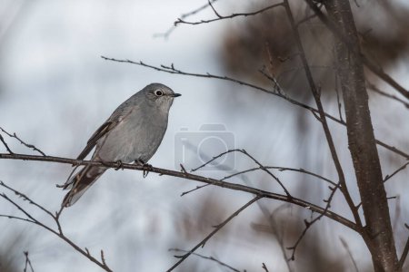 Photo for Adult Townsend's Solitaire (Myadestes townsendi) bird perched on a tree branch close up wildlife background - Royalty Free Image