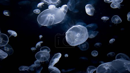 Foto de Medusas transparentes de la luna flotando en aguas profundas del océano azul - Imagen libre de derechos