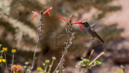 Photo for Green Broad-tailed hummingbird (Selasphorus Platycercus) pollinating flowers in a garden and sipping nectar wildlife background - Royalty Free Image