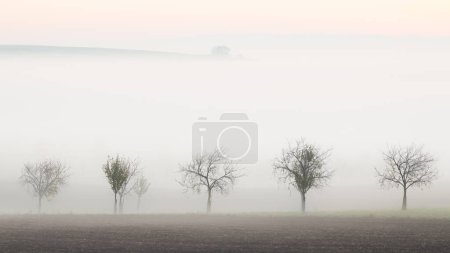 Foto de Niebla y niebla matutinas atmosféricas y etéreas entre árboles plantados en el paisaje rural rodado y pastoral del distrito de Hodonin en Moravia del Sur, República Checa. - Imagen libre de derechos