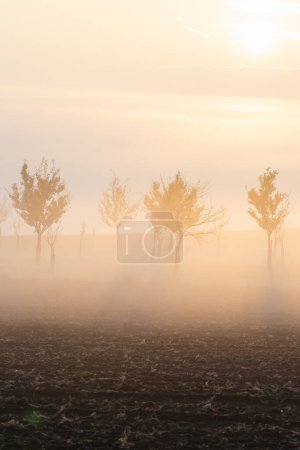 Photo for Atmospheric and ethereal sunrise morning mist and fog amongst planted trees in the rolling, pastoral countryside landscape of the Hodonin District in South Moravia, Czech Republic. - Royalty Free Image