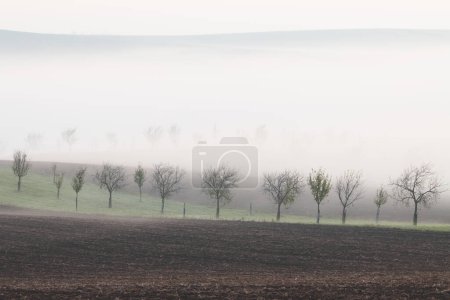Foto de Niebla y niebla matutinas atmosféricas y etéreas entre árboles plantados en el paisaje rural rodado y pastoral del distrito de Hodonin en Moravia del Sur, República Checa. - Imagen libre de derechos