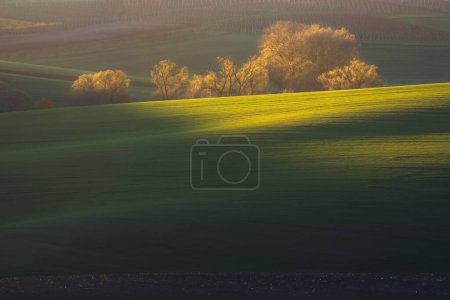 Foto de Amanecer dorado o luz del atardecer sobre los árboles del campo en el paisaje rural del distrito de Hodonin en Moravia del Sur, República Checa. - Imagen libre de derechos