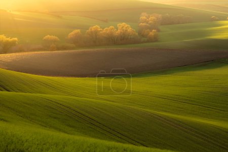 Golden sunrise or sunset light over the countryside trees in the rural farmland landscape of the Hodonin District in South Moravia, Czech Republic.