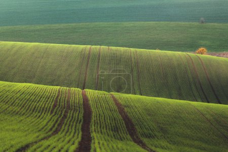 Foto de Tractores agrícolas sobre el paisaje rural ondulado y colinas onduladas en las tierras de cultivo de Moravia del Sur en la República Checa. - Imagen libre de derechos