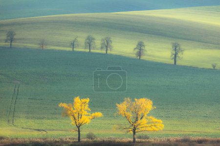 Photo for Golden trees and light amongst the rolling hills and pastoral countryside landscape of Hodonin District in South Moravia, Czech Republic. - Royalty Free Image