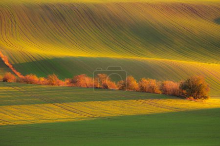 Foto de Luz dorada al atardecer o al amanecer sobre colinas onduladas y campos rurales en el distrito Hodonin de Moravia del Sur en la República Checa. - Imagen libre de derechos