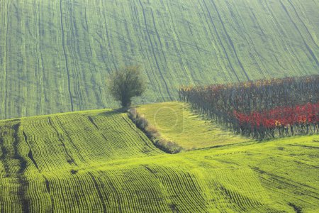 Foto de Tractores agrícolas sobre el paisaje y viñedo de la campiña en las tierras de cultivo de Moravia del Sur en la República Checa. - Imagen libre de derechos