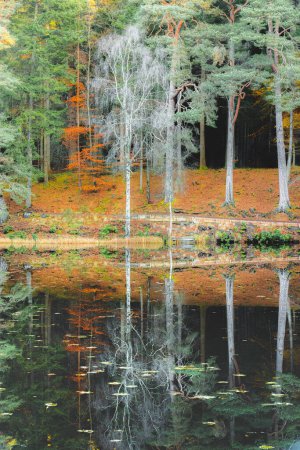 Foto de Un colorido bosque de otoño sobre un tranquilo lago en el Lago Dunmore en Faskally Forest en Perth y Kinross, Escocia. - Imagen libre de derechos