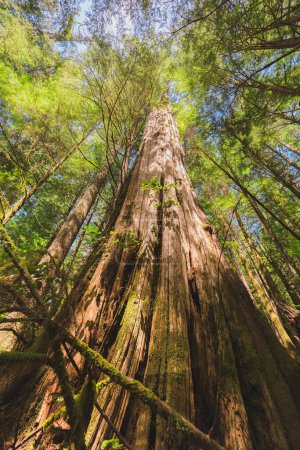 Téléchargez les photos : Un grand sapin Douglas dans l'ancienne forêt ancienne Haute Avatar Grove près de Port Renfrew sur l'île de Vancouver, Colombie-Britannique. - en image libre de droit