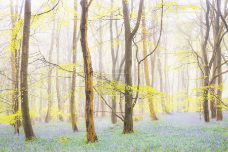 Photo for Misty atmospheric forest woodland of beech trees and Spring bluebells (Hyacinthoides non-scripta) on a foggy morning at Harran Hill Wood in Fife, Scotland, UK. - Royalty Free Image