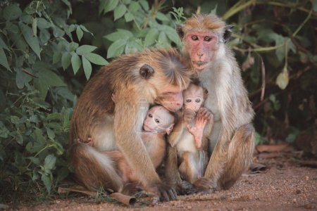 Téléchargez les photos : Une famille de macaques toque (Macaca sinica), vieux singes du monde, avec deux parents protecteurs protégeant leurs jeunes effrayés dans le parc national d'Udawalawe, Sri Lanka. - en image libre de droit