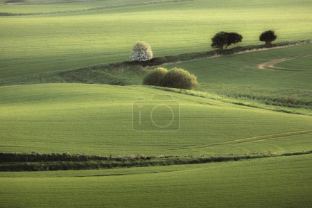 Téléchargez les photos : Paysage panoramique vallonné de terres agricoles vertes pastorales à l'extérieur de Kennoway, Fife, Écosse, Royaume-Uni. - en image libre de droit