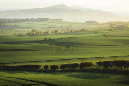 Téléchargez les photos : Vue panoramique sur le paysage vallonné à travers les terres agricoles pastorales vertes au parc régional Lomond Hills et West Lomond Hill de l'extérieur de Kennoway, Fife, Écosse, Royaume-Uni. - en image libre de droit