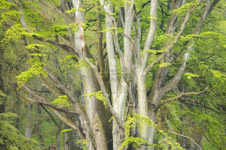 Foto de Troncos y ramas expansivas y hojas verdes de un antiguo Haya Británica (Fagus sylvatica) en un bosque forestal en Kinclaven Wood, Escocia, Reino Unido. - Imagen libre de derechos