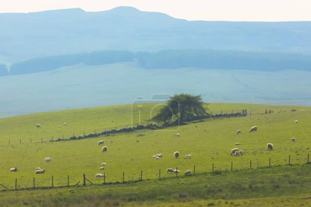 Photo for A lone tree and sheep grazing in a rural farmland field in the countryside landscape of Lomond Hills Regional Park, Fife, Scotland, UK on a sunny summer day. - Royalty Free Image