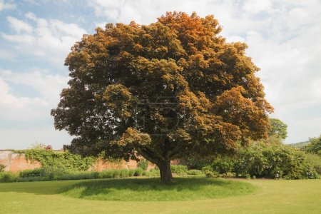 Photo for A large Norway Maple (Acer platanoides), a broadleaf deciuous tree in the landscaped gardens of Falkland Place on a sunny summer day in Fife, Scotland, UK. - Royalty Free Image