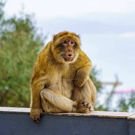 Photo for Gibraltar monkeys who live on top of the rock in the peninsula nature reserve - Royalty Free Image