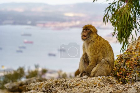 Photo for Gibraltar monkey with the bay full of boats in the background, seen from the top of the rock - Royalty Free Image