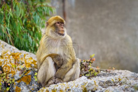 Photo for Gibraltar monkey resting quietly next to the cable car that climbs tourists to the top of the rock - Royalty Free Image