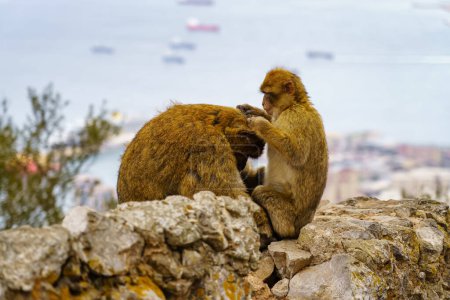 Photo for Gibraltar monkeys high on the rock and removing parasites from the fur with the bay in the background - Royalty Free Image